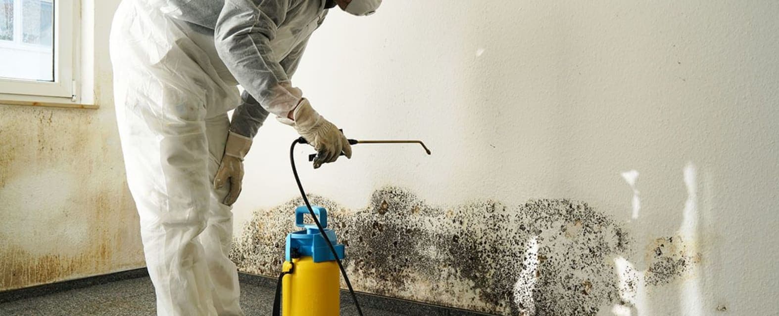 Sacramento Mold Removal & Remediation Companies