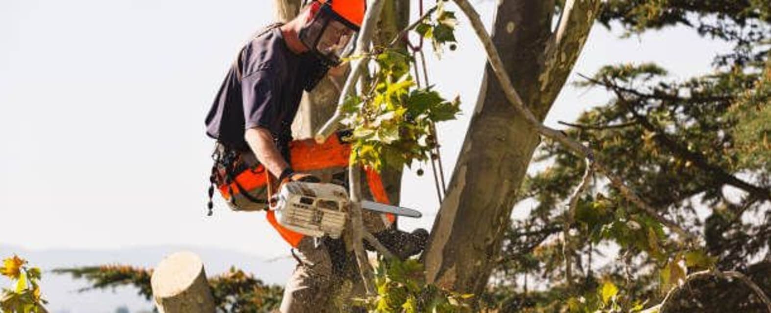 Sacramento Tree Service & Tree Trimming Companies